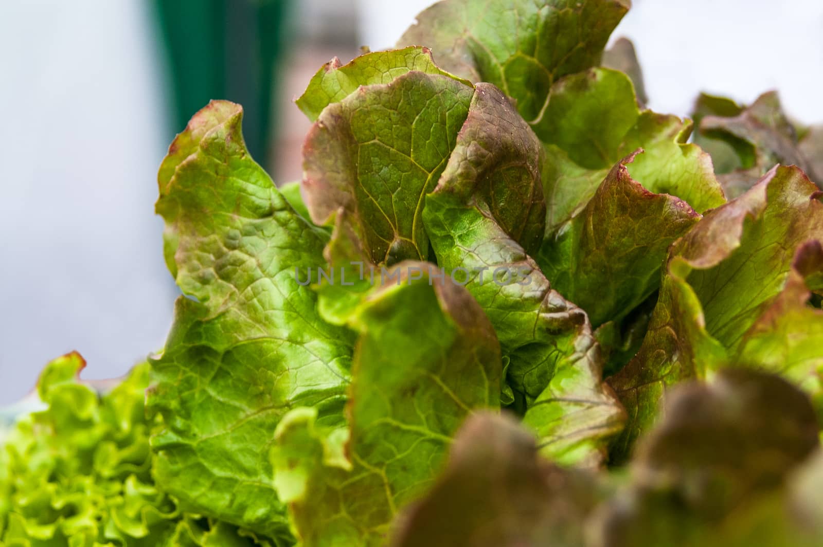 lush and beautiful green lettuce leaves close-up 