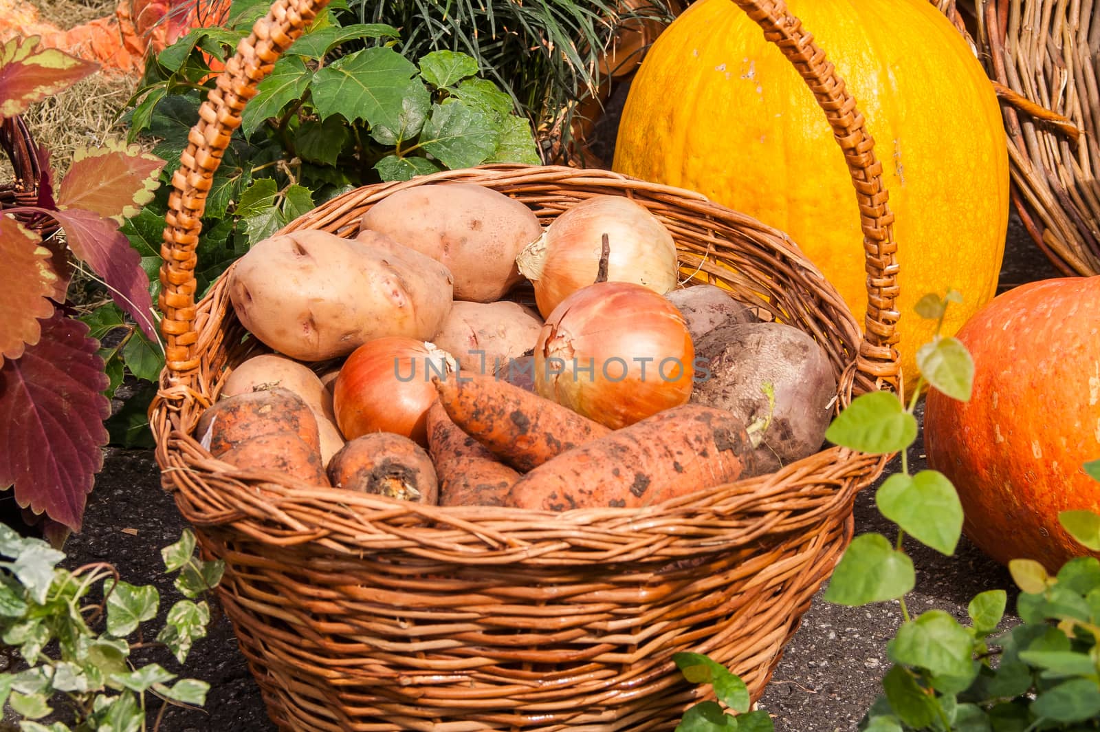 Image of fresh vegetables of the new harvest at the fair