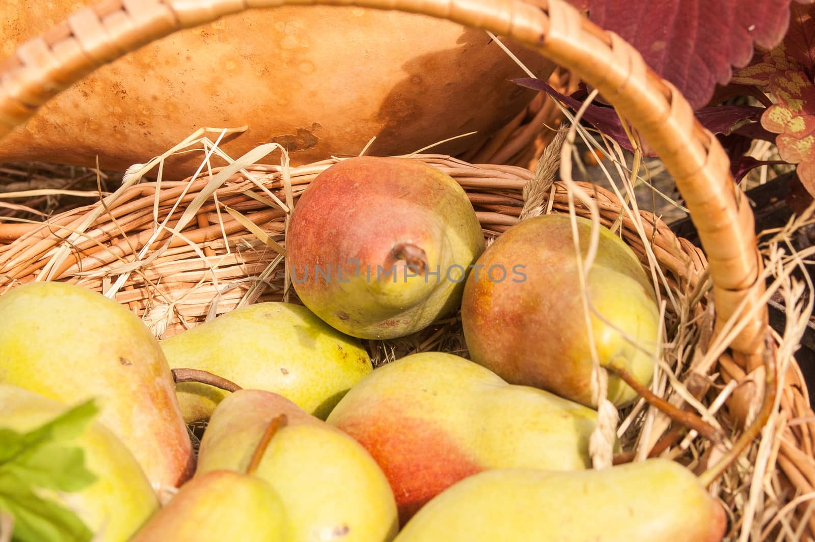 Fresh yellow and red pears as background