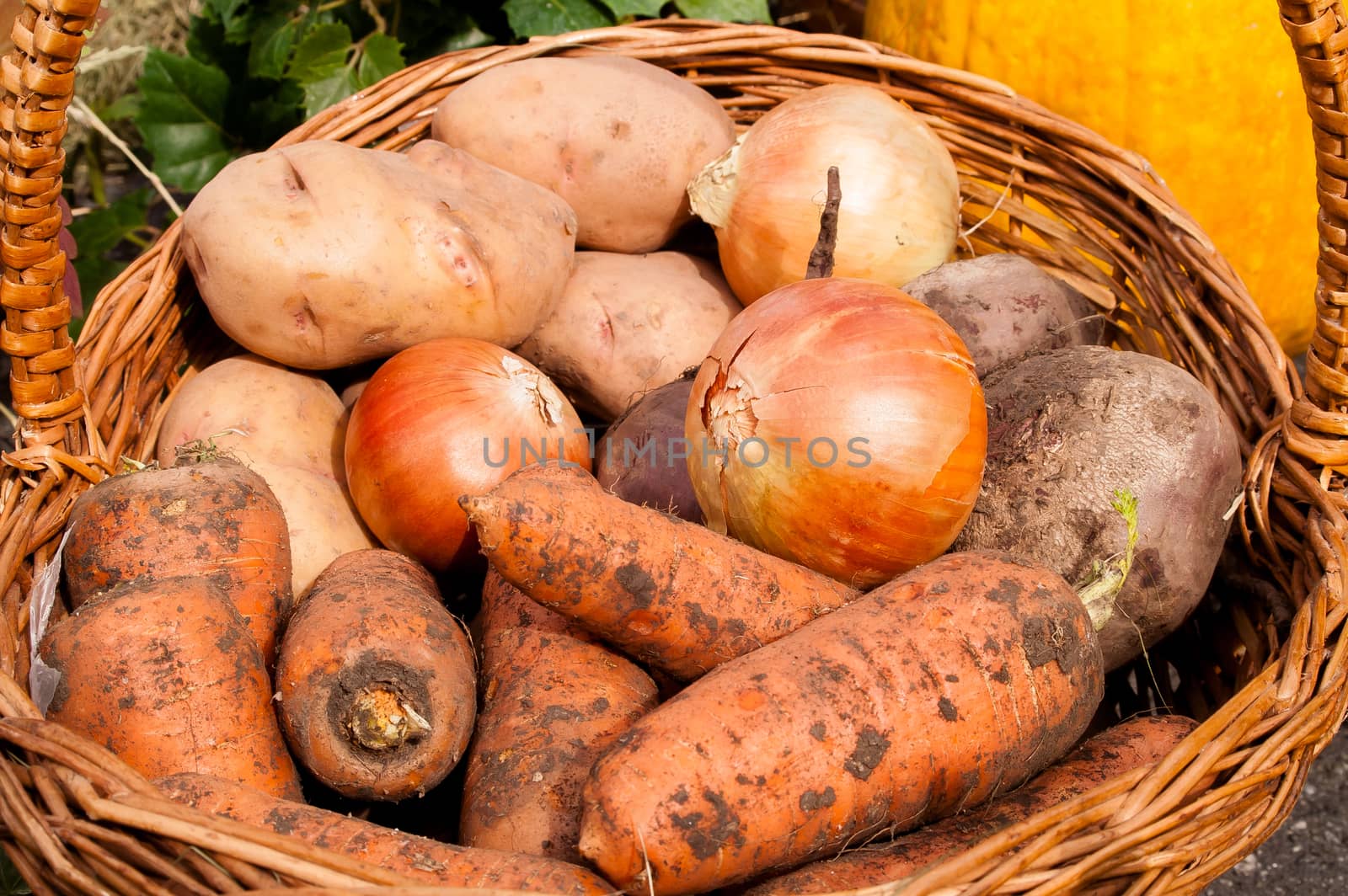 onions, potatoes, carrots, buriak lying in a basket  by antonius_