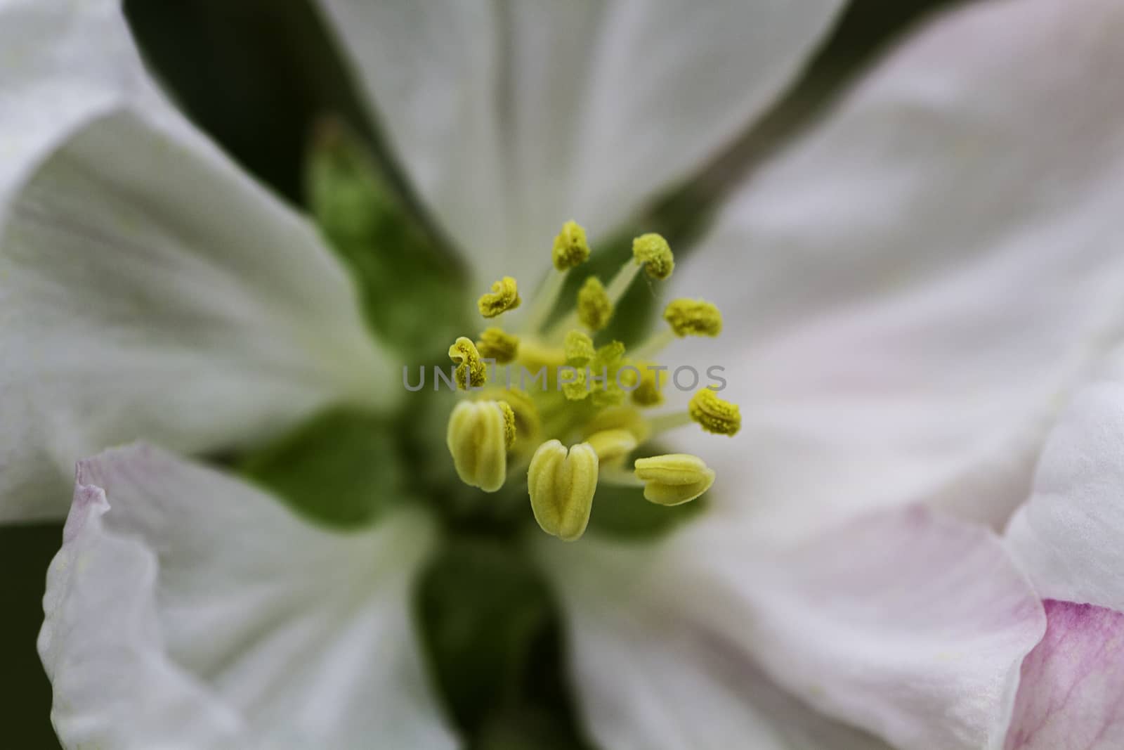 macro image of white apple tree flower pistil
