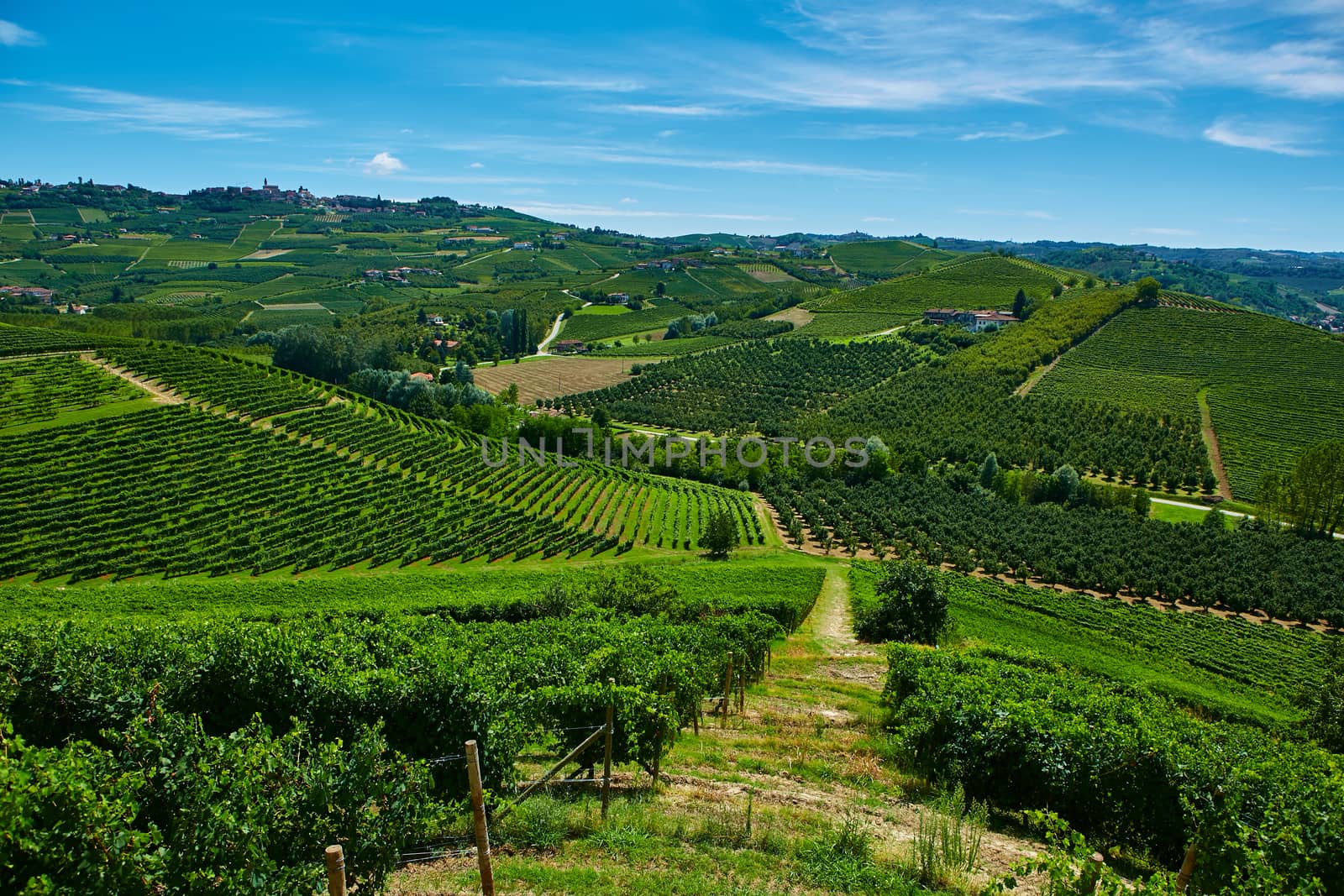 Chianti vineyard landscape  by sarymsakov