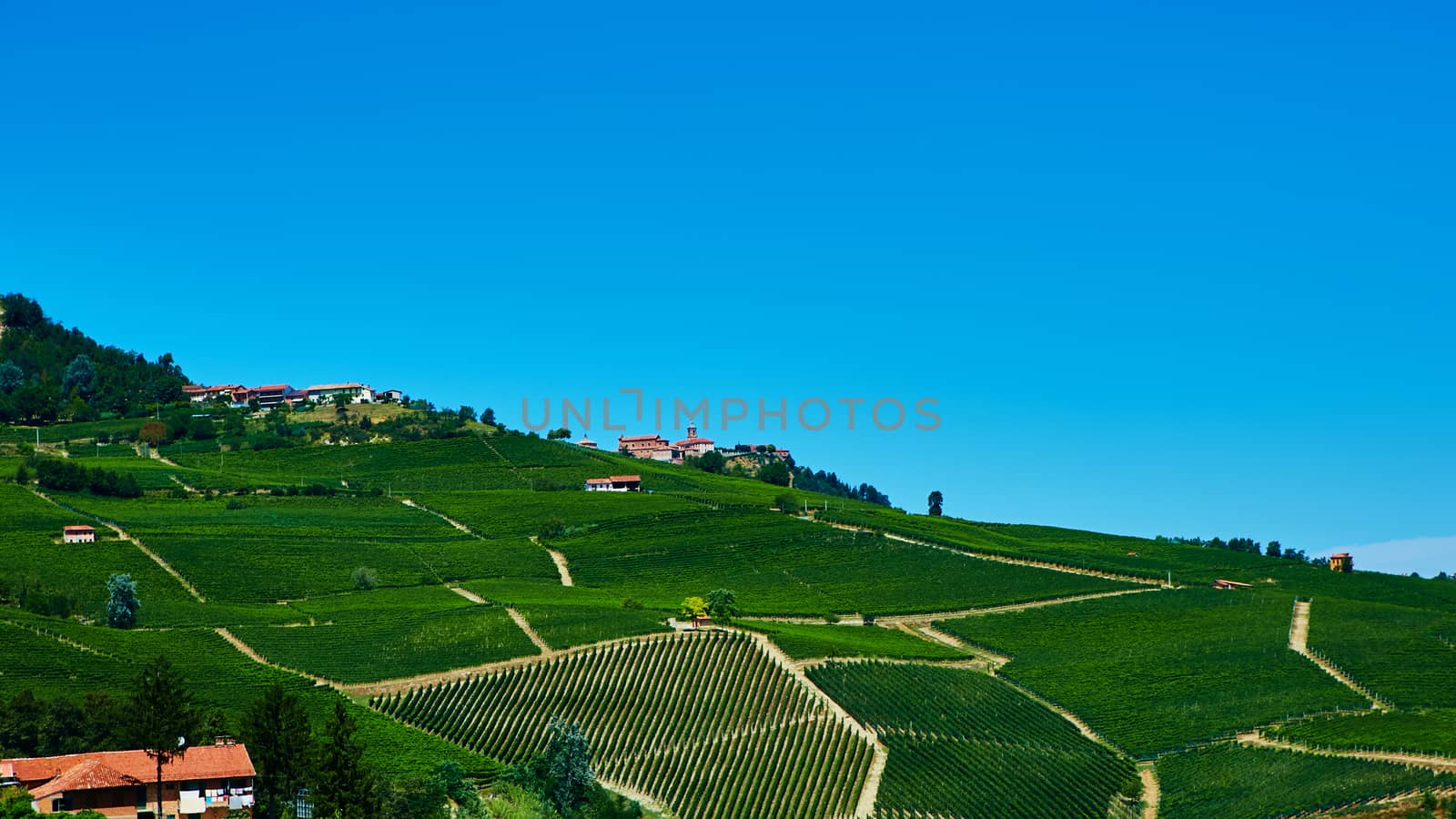 The chianti vineyard landscape in Tuscany, Italy
