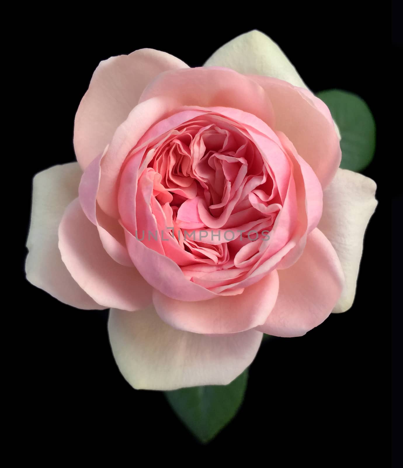 Beautiful English roses aphrodite on black background