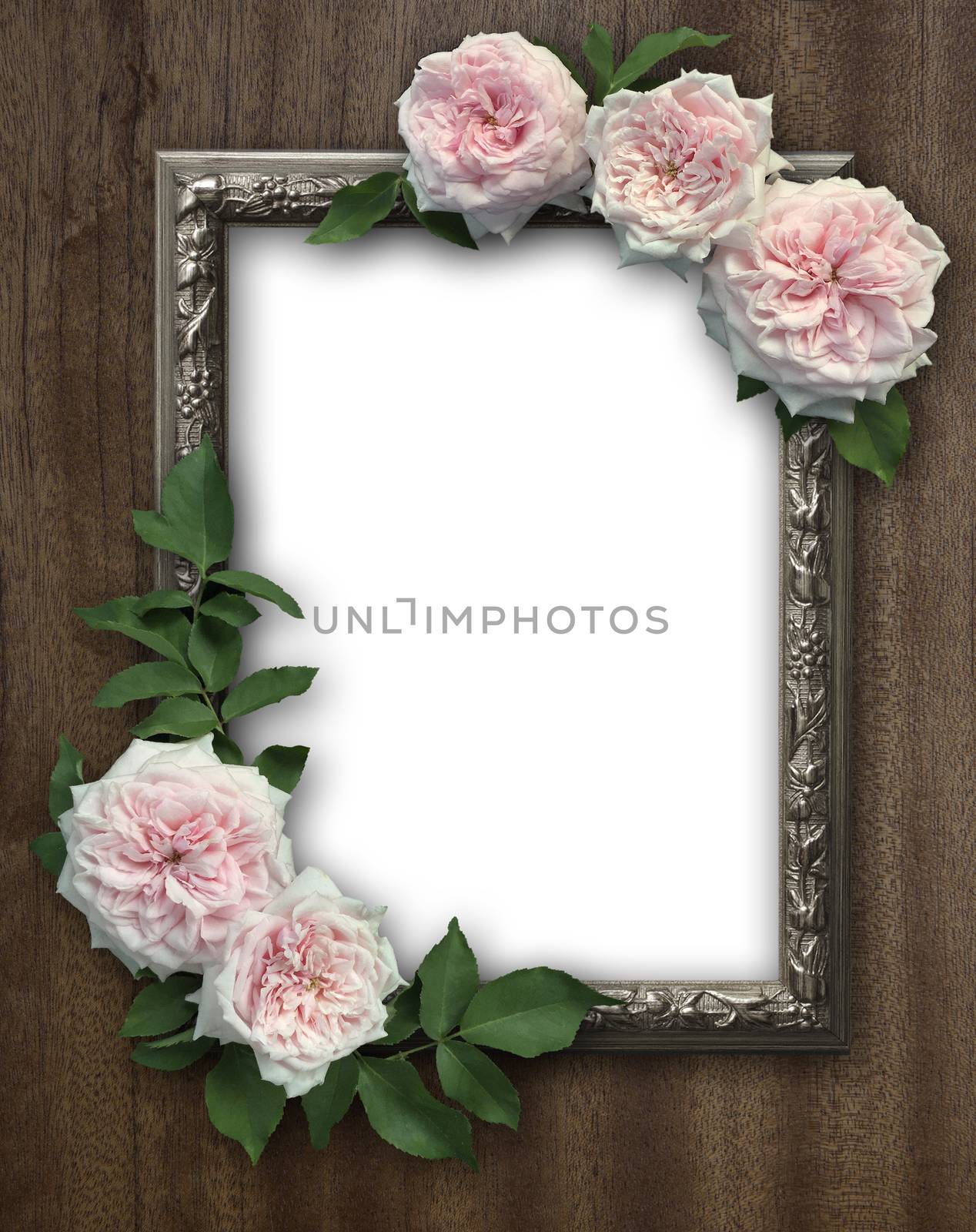 Vintage rose and blank photo frame on old wooden background by ohhlanla