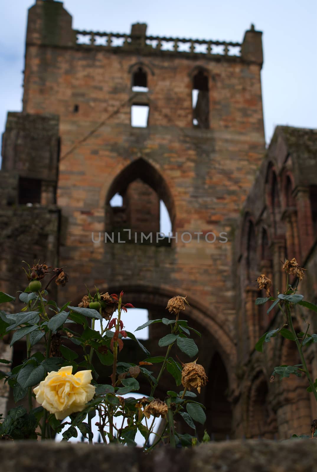 Jedburgh abbey - tourists attraction by javax