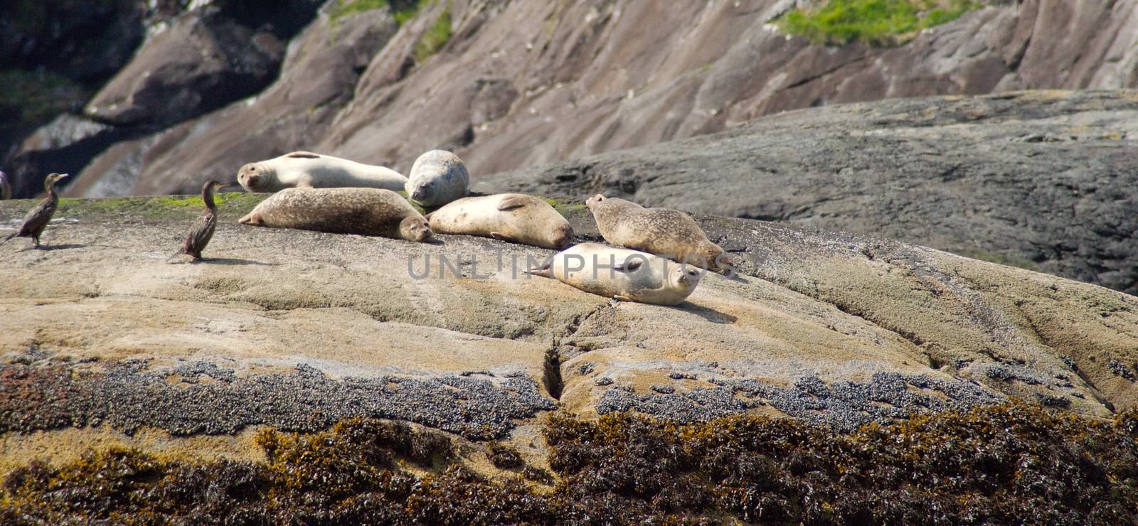seals and birds in scotland by javax