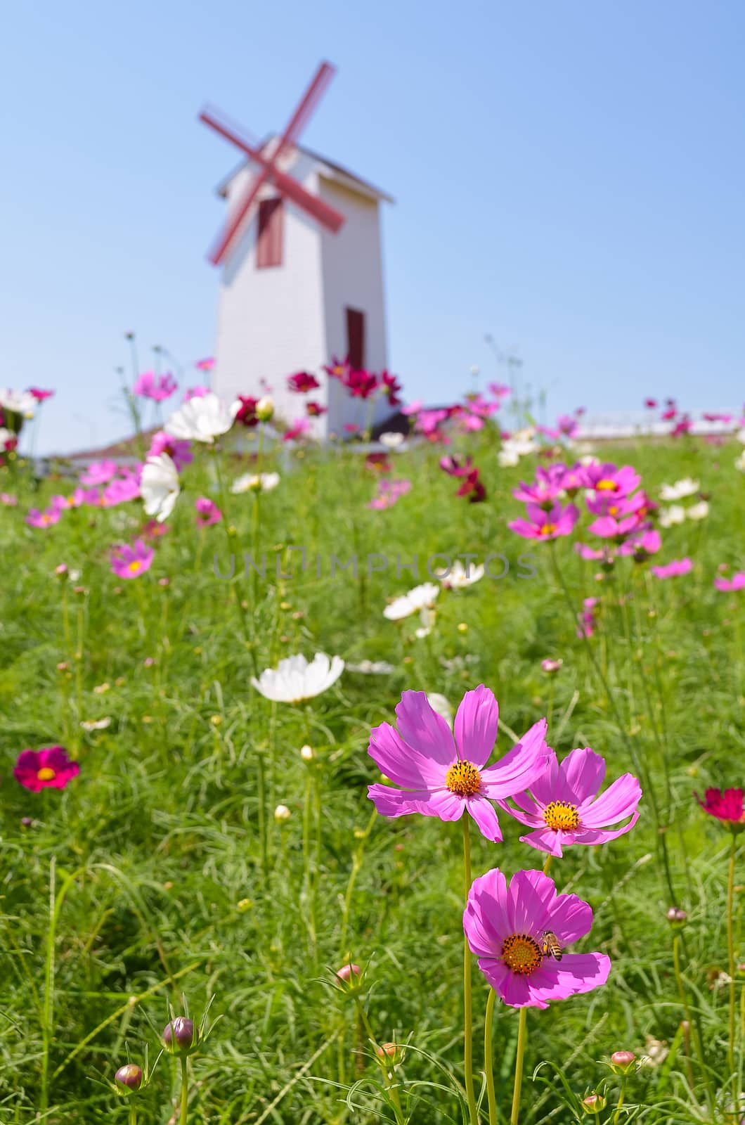 Daisy flower with wind wheel background