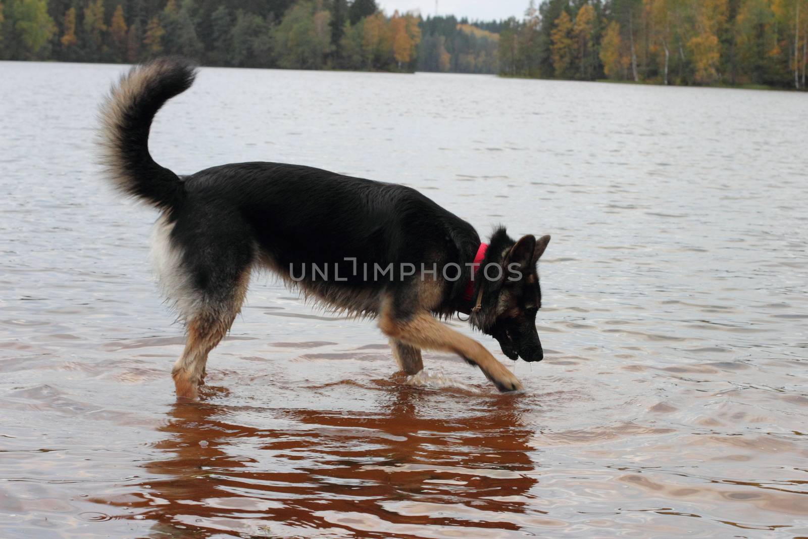 German Shepherd Dog in the lake in the fall. Forest and reflecting surface of water