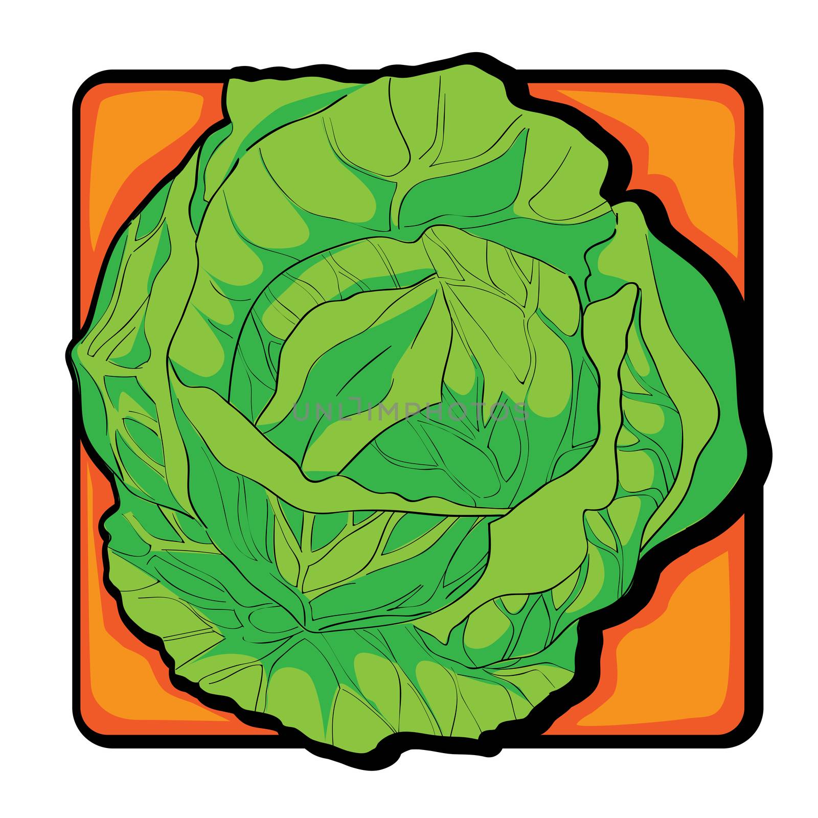 cabbage clip art by catacos