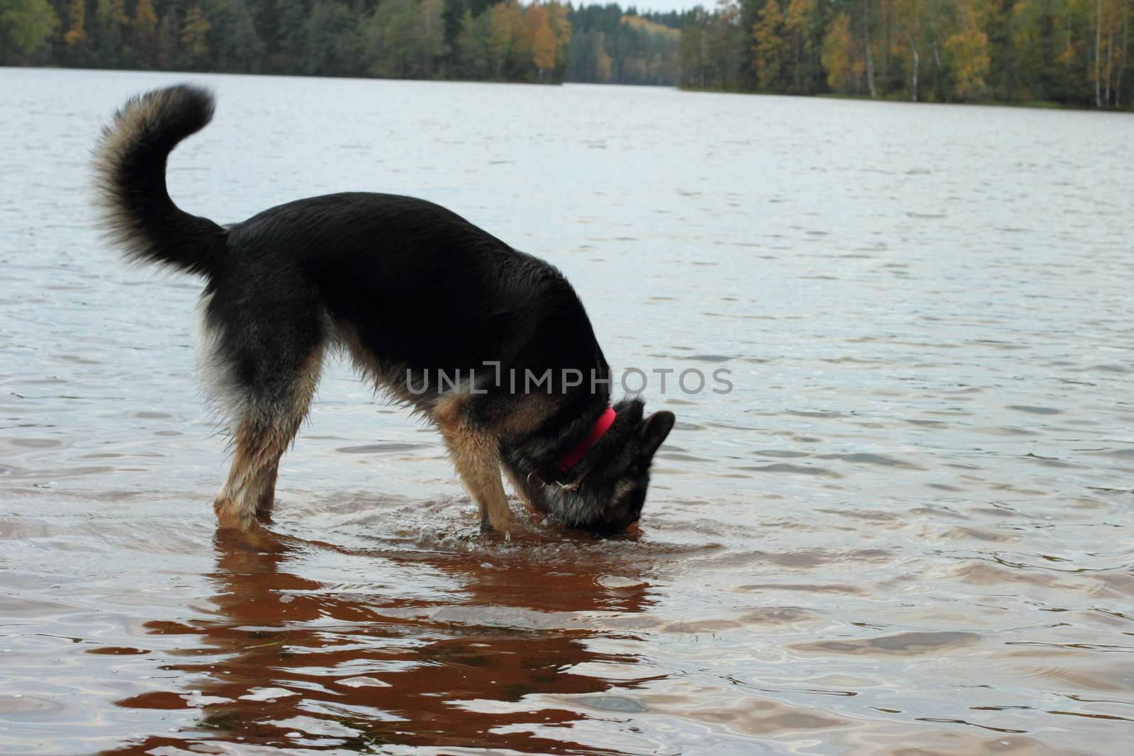 German Shepherd Dog in the lake by Metanna