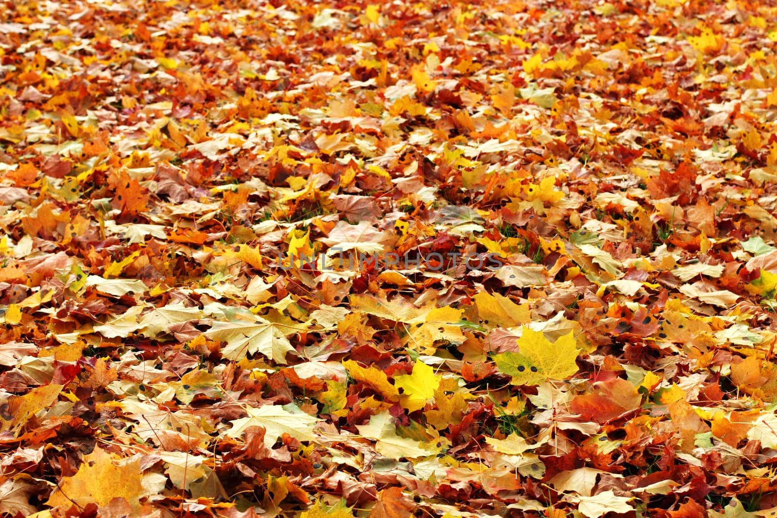 Many multi-colored maple leaves.   by Metanna