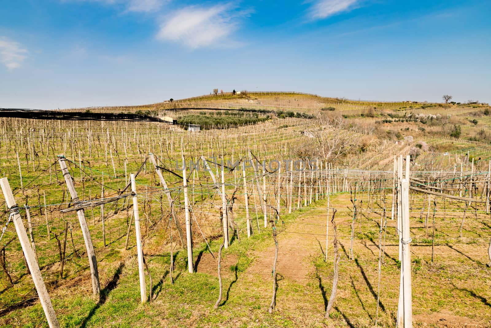 Vineyards and farmland on the hills in spring, Italy.