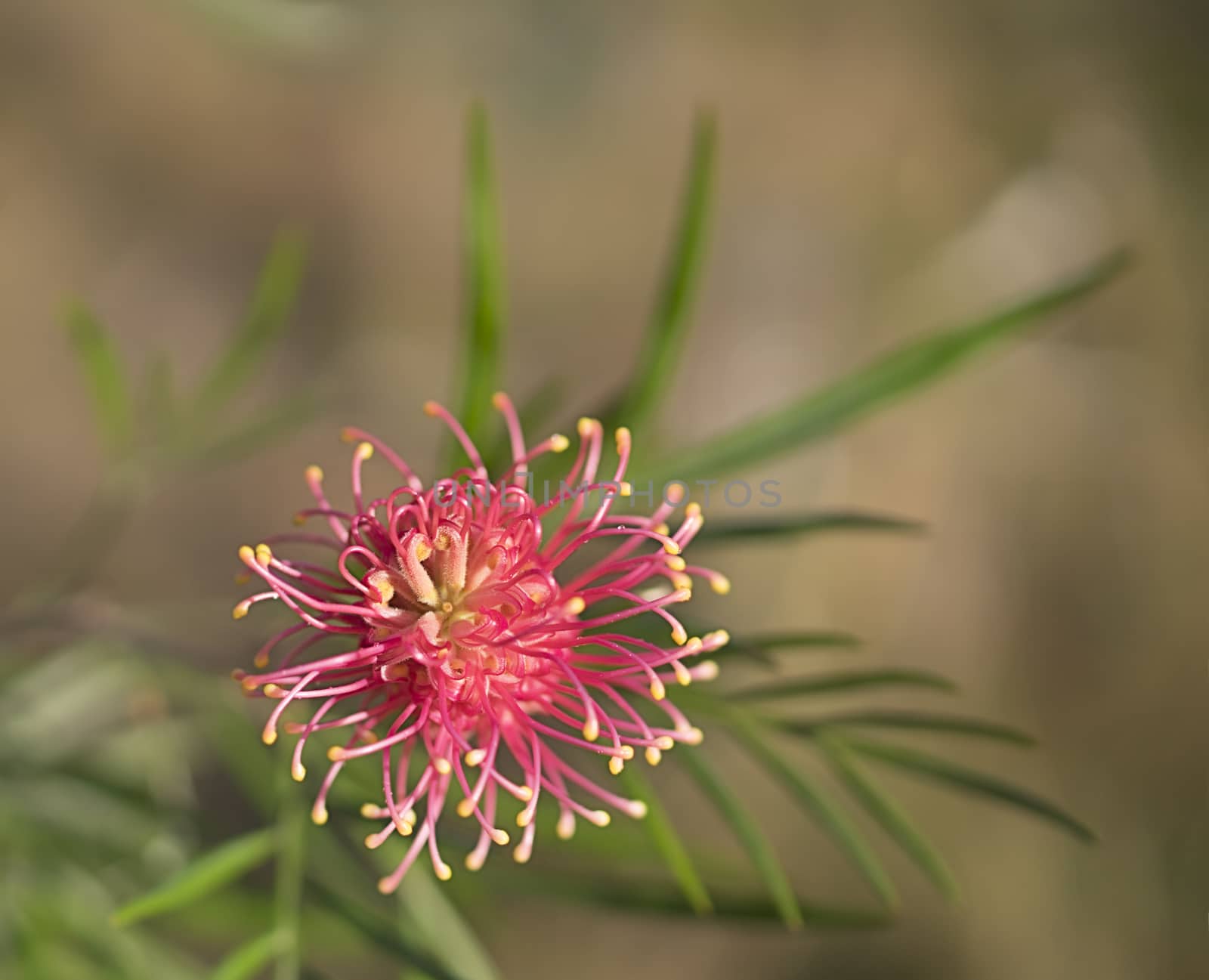 Grevillea species an Australian Wildflower  by sherj