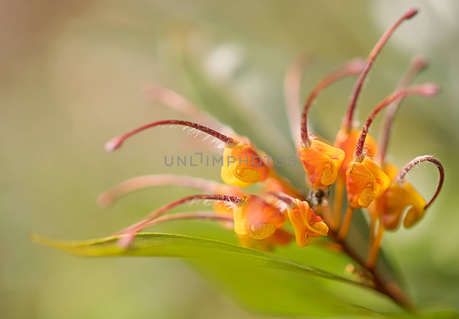  Close-up of awesome orange flower Australian native wildflower Grevillea venusta also known as spider flower