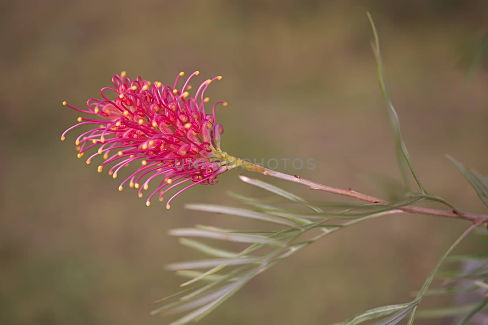 One of the typical flower heads of Australian native wildflower Grevillea growing in bushland