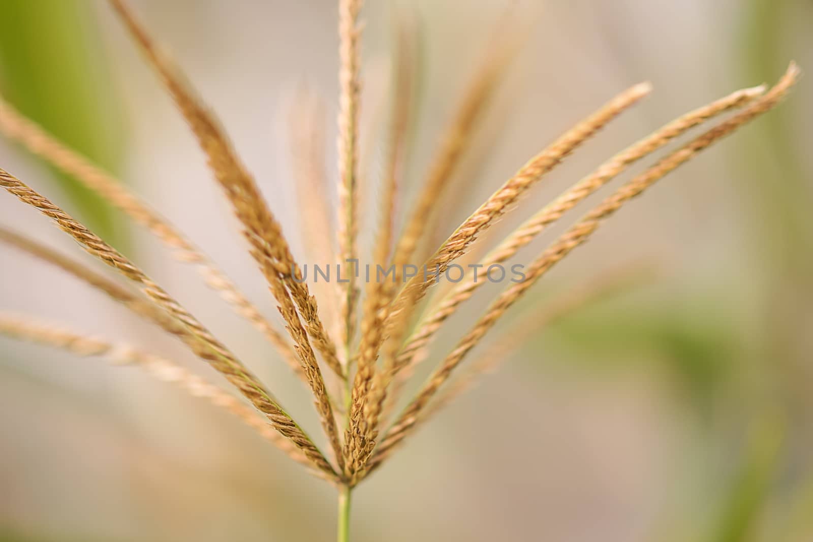 Artistic Rhodes Grass in Detail with bokeh background