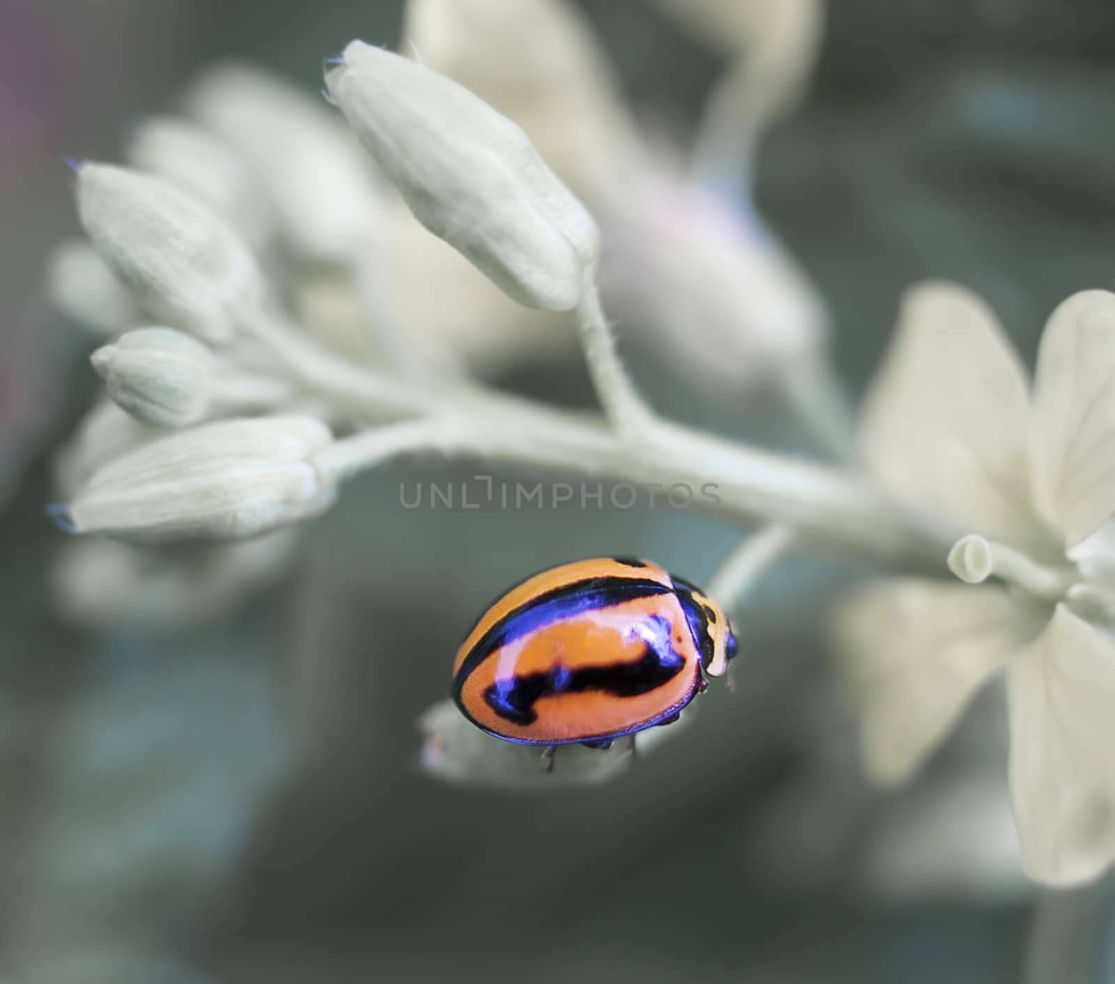 Colorful ladybird or lady beetle on plant