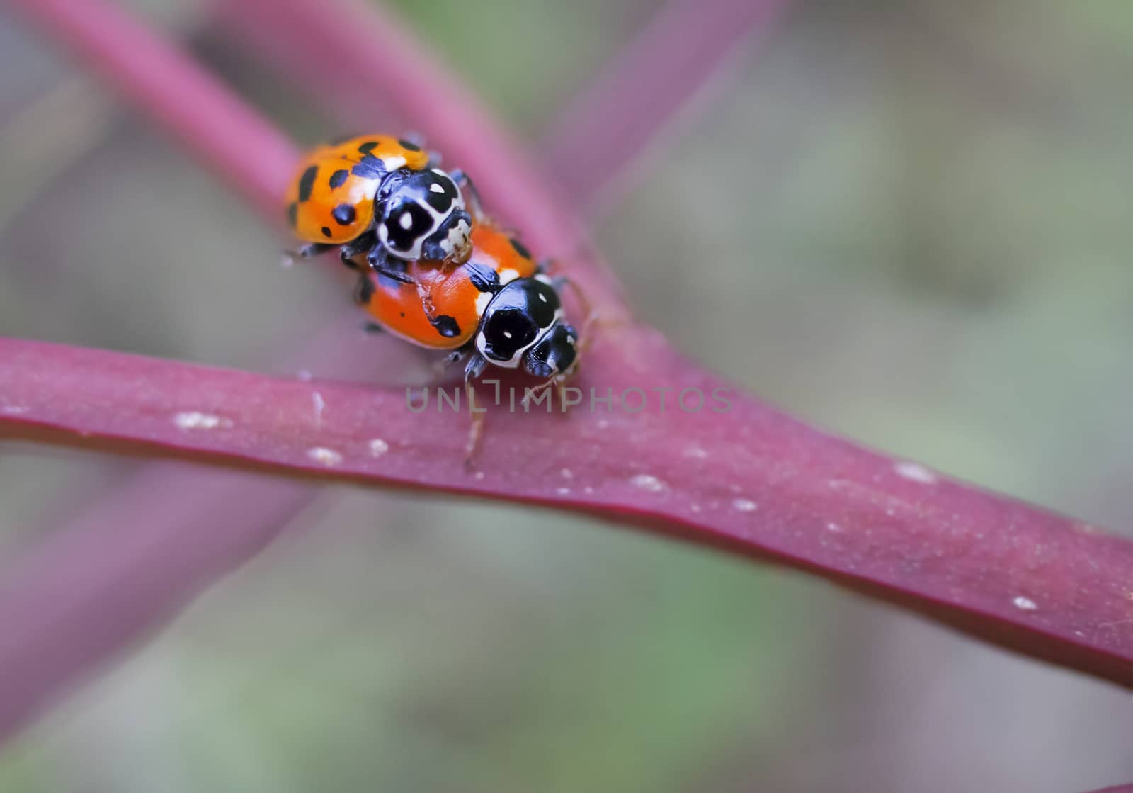 Two Lady beetles Coccinellidae Ladybirds by sherj