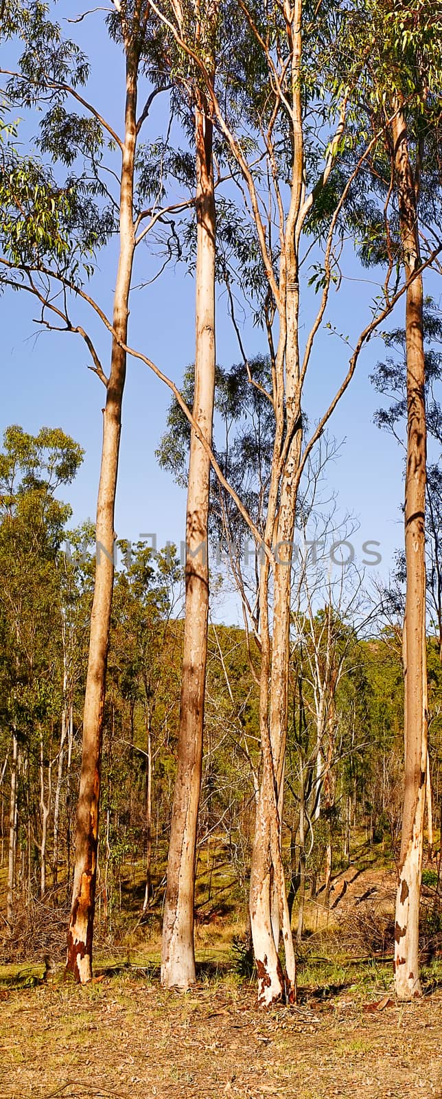 Australian Panoramic Landscape Tall Gum Trees by sherj