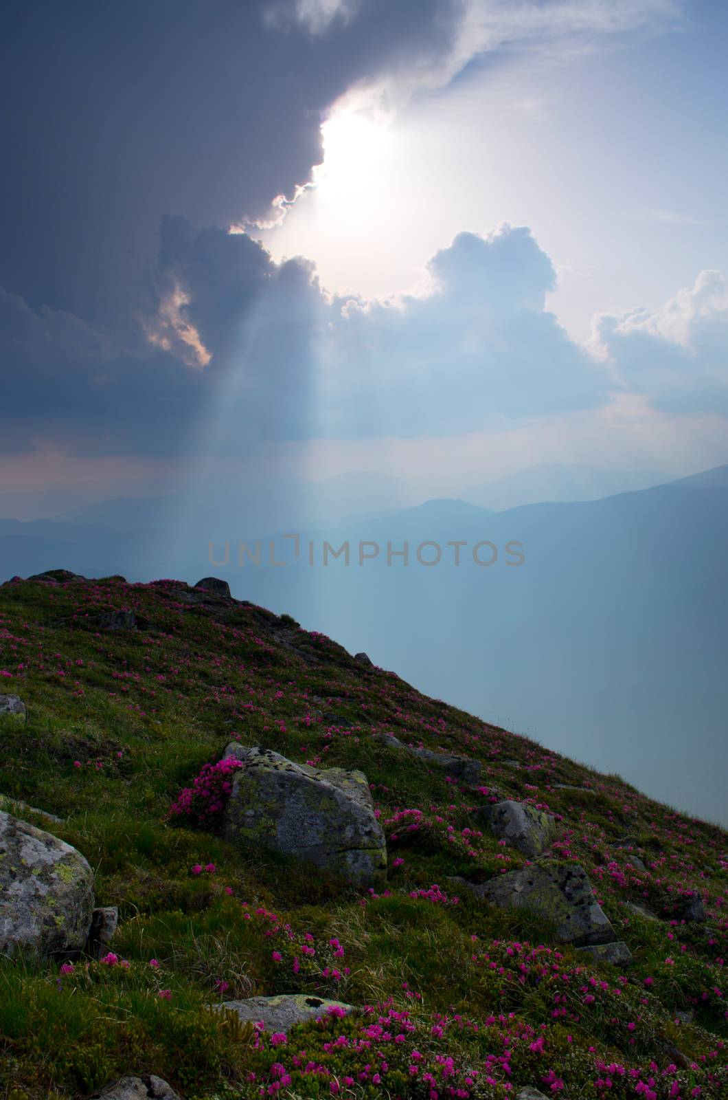 Amazing mountain landscape with flower of rhododendron. Carpathian Mountains