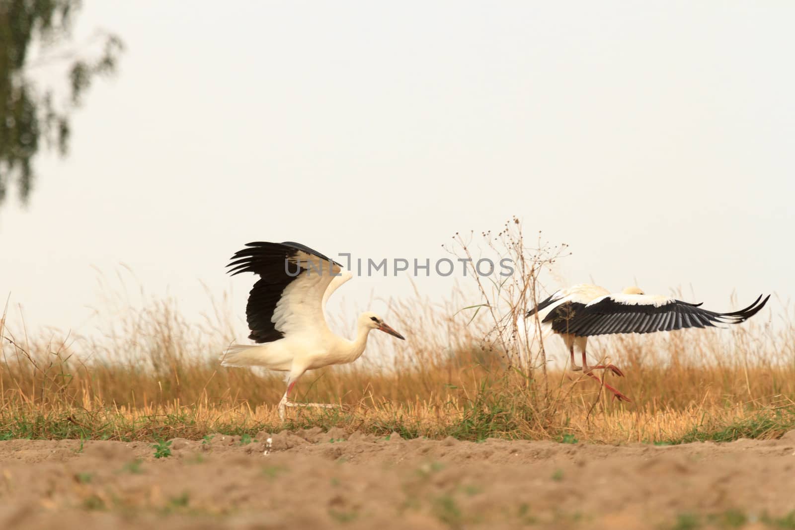 wild bird in their natural habitat, nature series