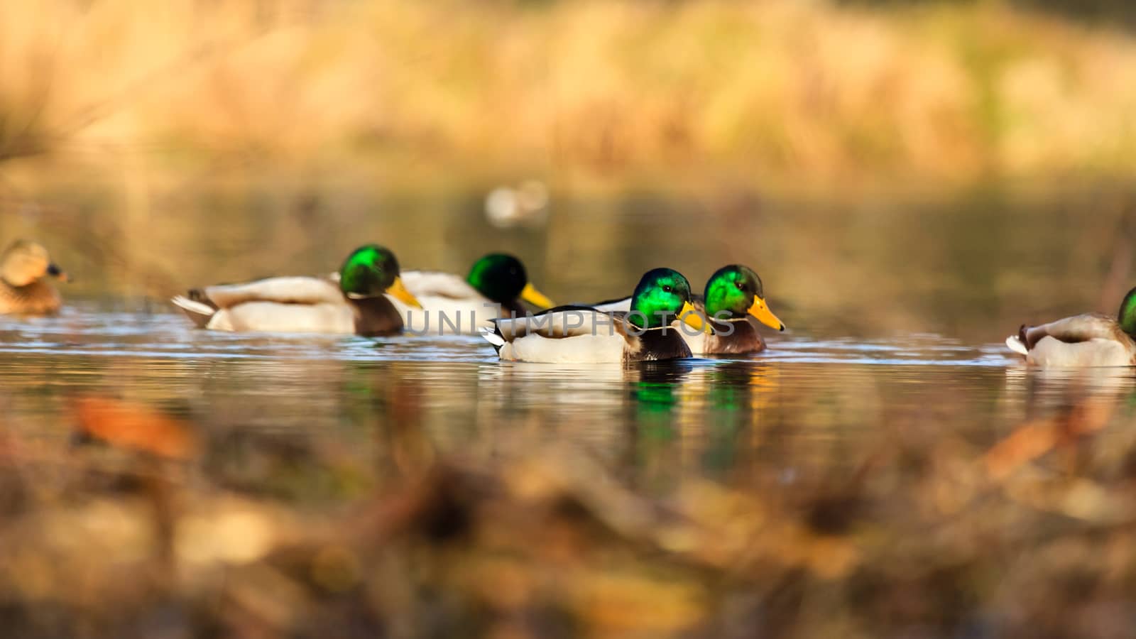 wild bird in natural habitat, nature series