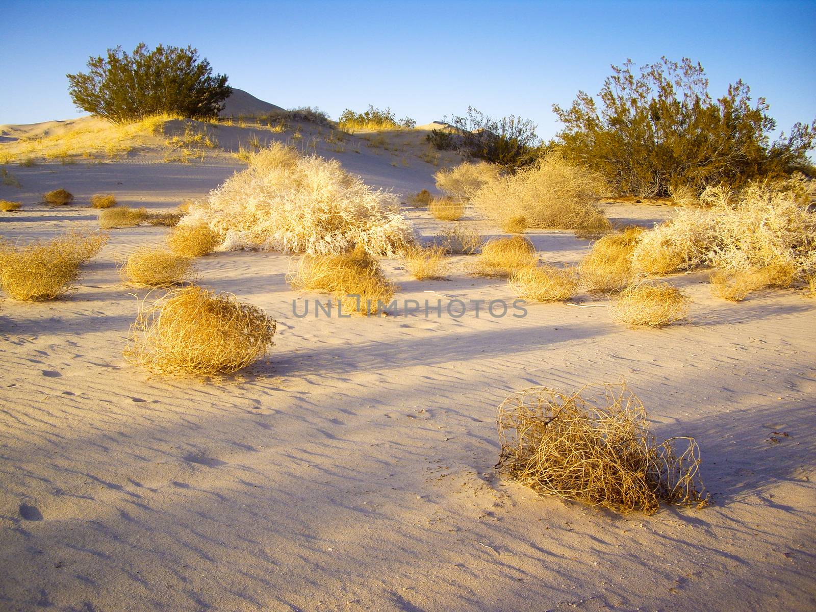 Tumbleweeds in afternoon light