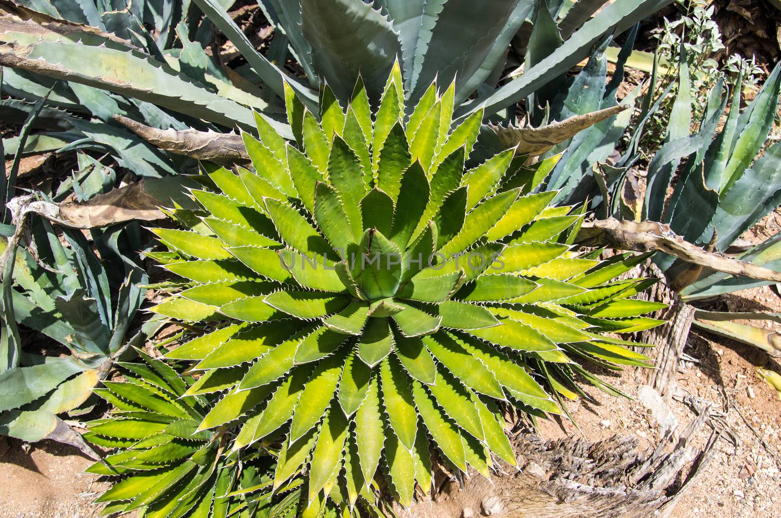 Greens of cacti in Arizona desert