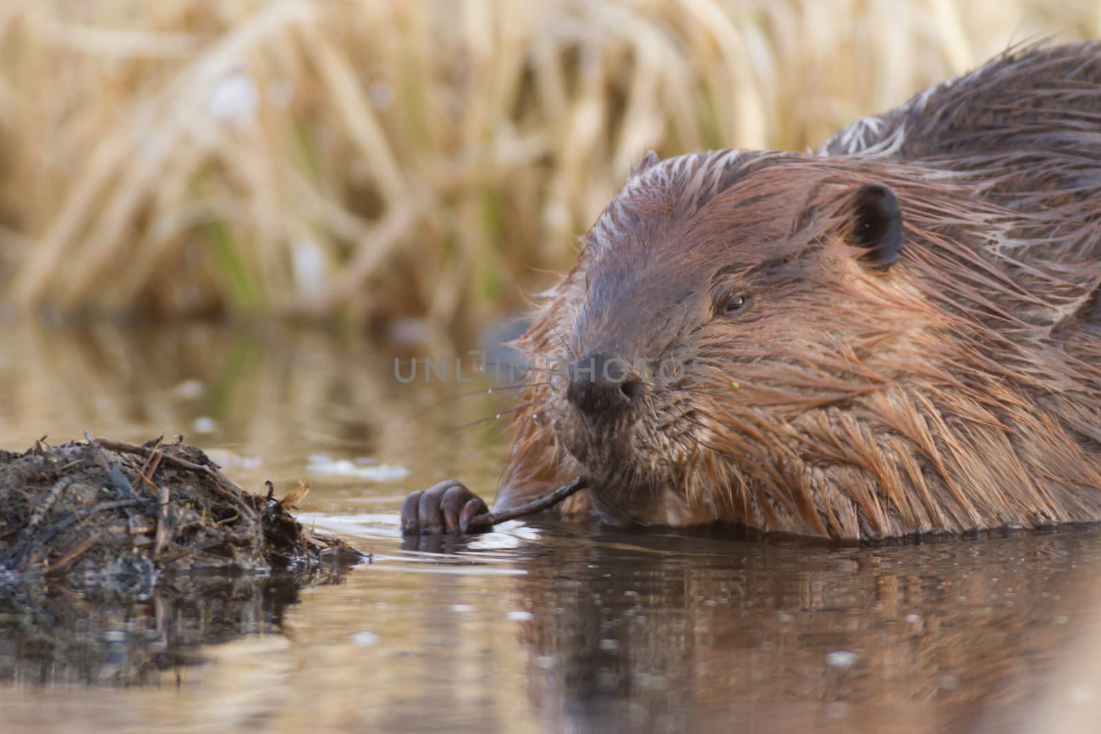 shot of a wild beaver near lake, nature series
