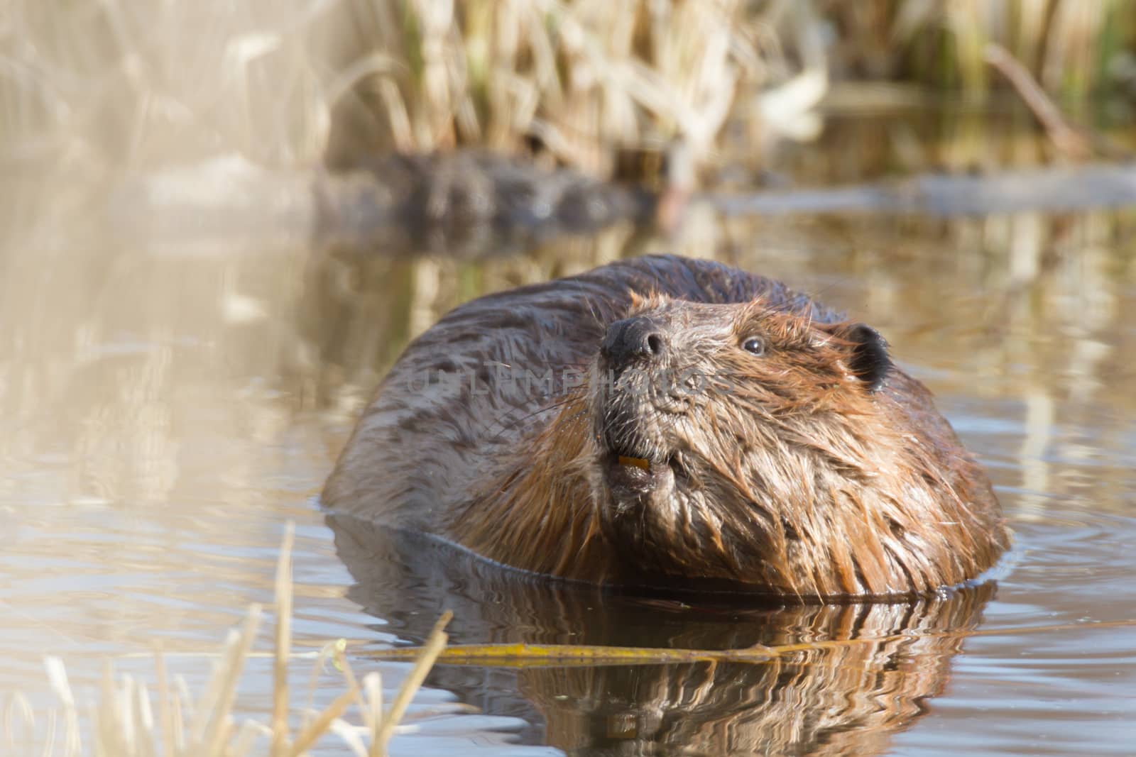 shot of a wild beaver near lake, nature series
