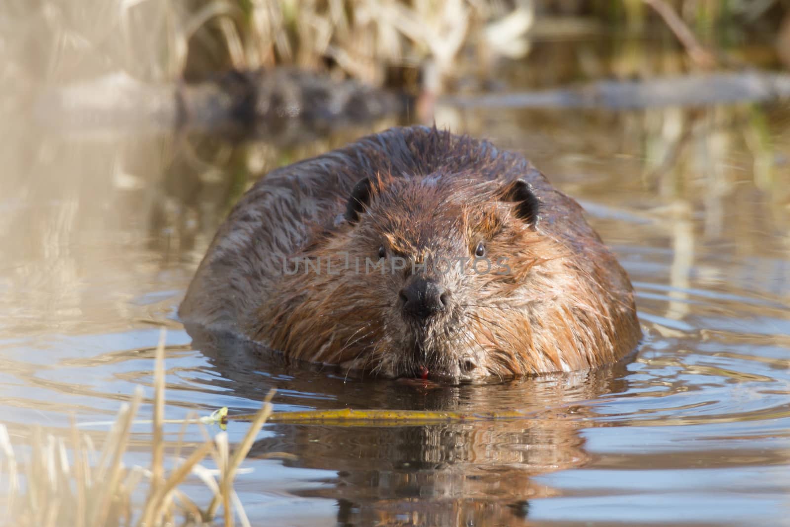shot of a wild beaver near lake, nature series