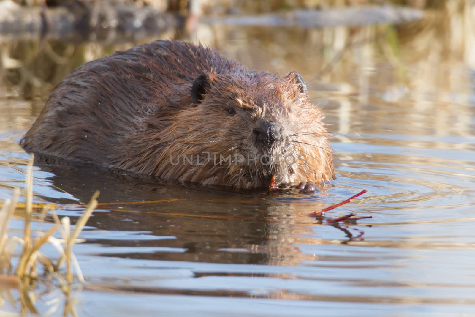 shot of a wild beaver near lake, nature series