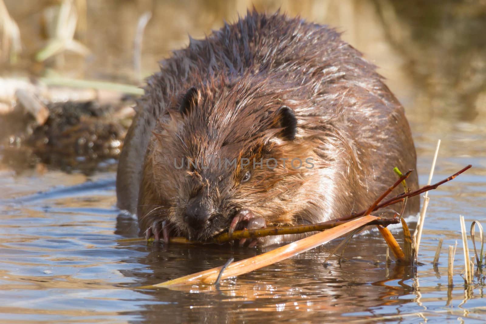 shot of a wild beaver near lake, nature series