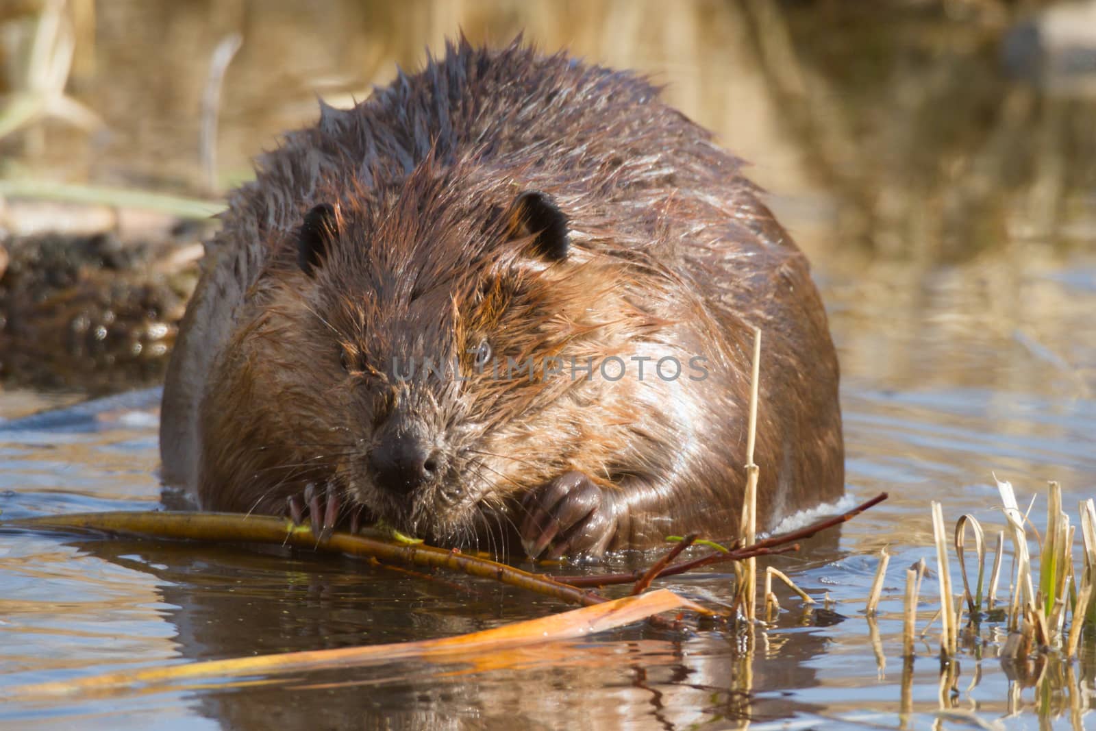 shot of a wild beaver near lake, nature series