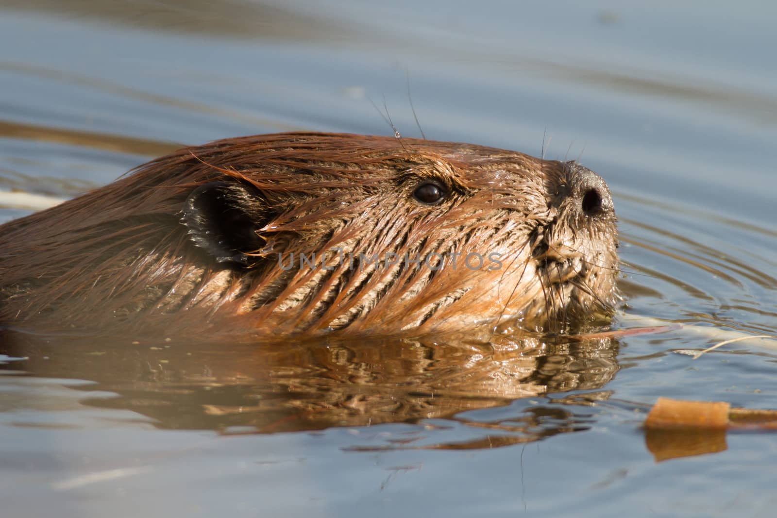 shot of a wild beaver near lake, nature series