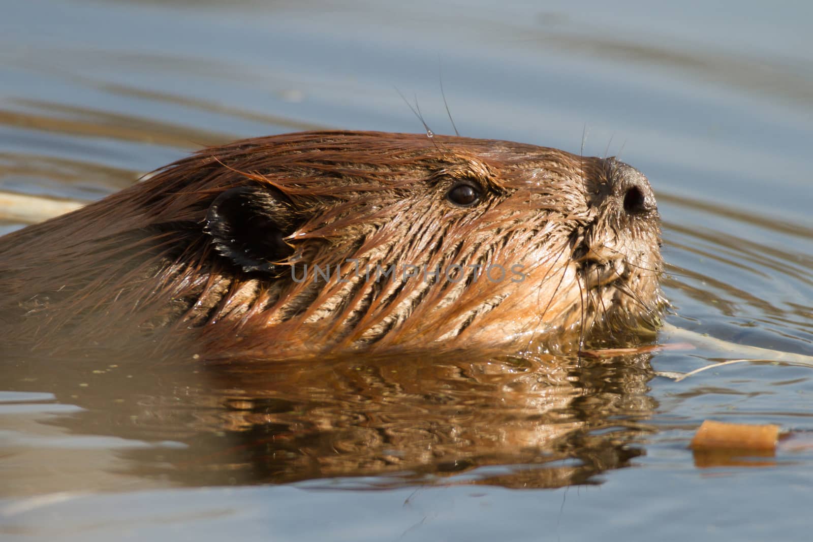 shot of a wild beaver near lake, nature series