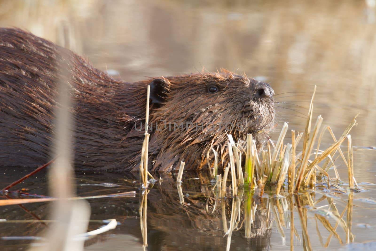 shot of a wild beaver near lake, nature series