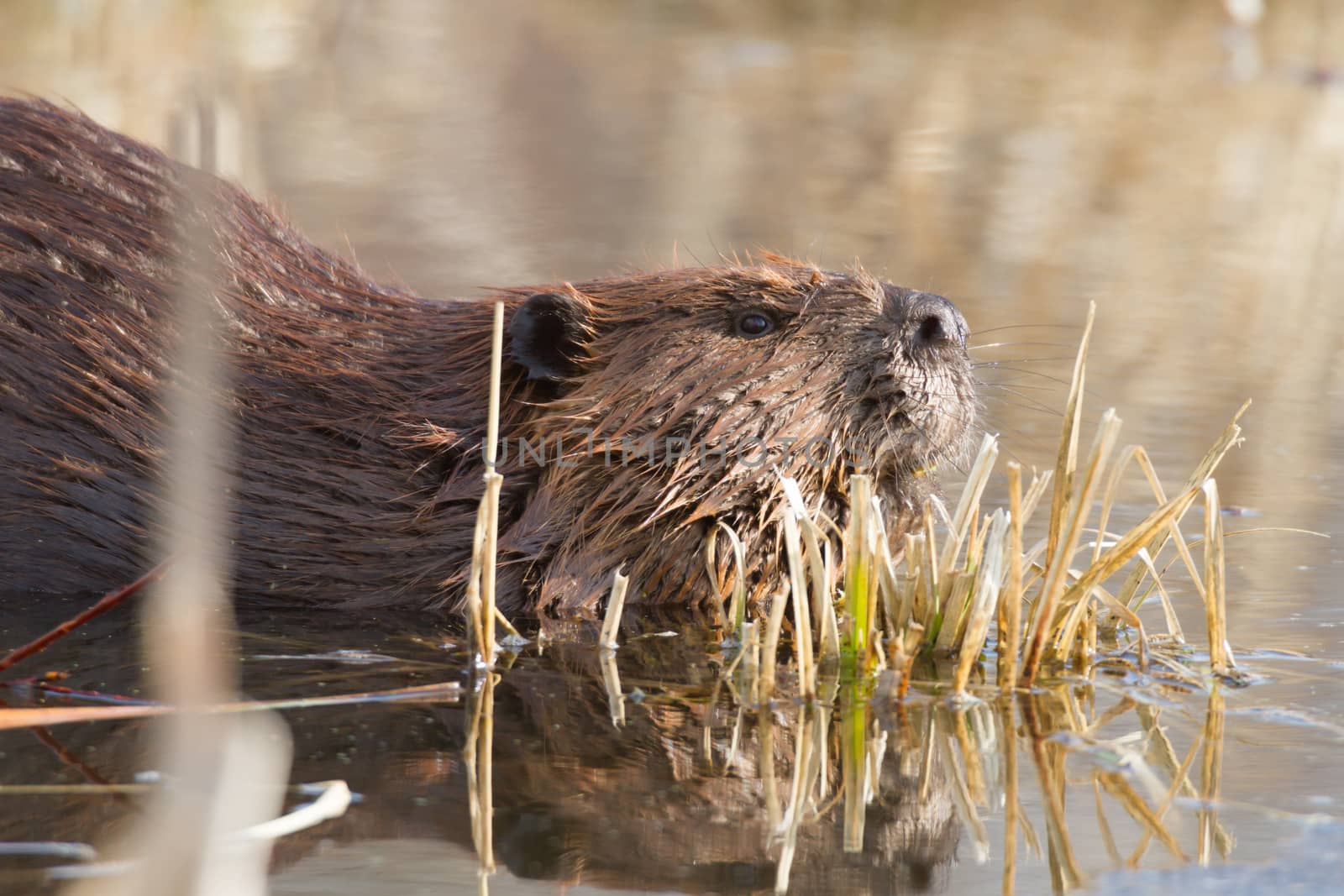 shot of a wild beaver near lake, nature series