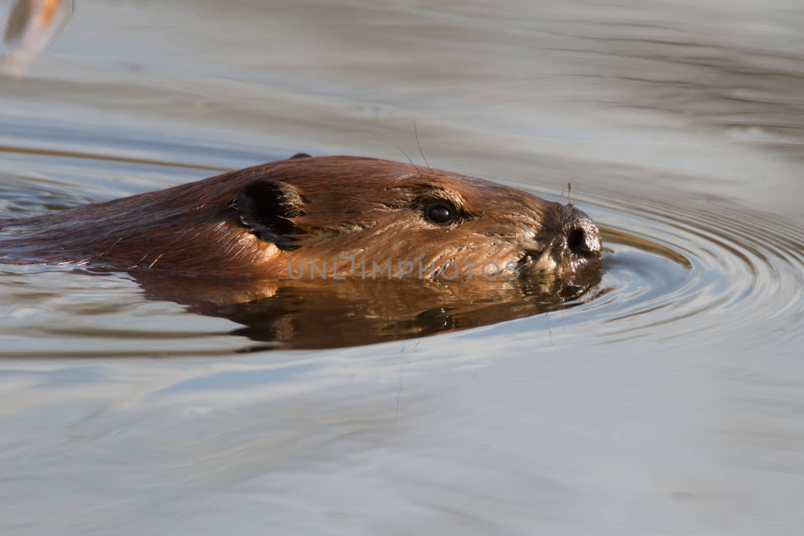 shot of a wild beaver near lake, nature series