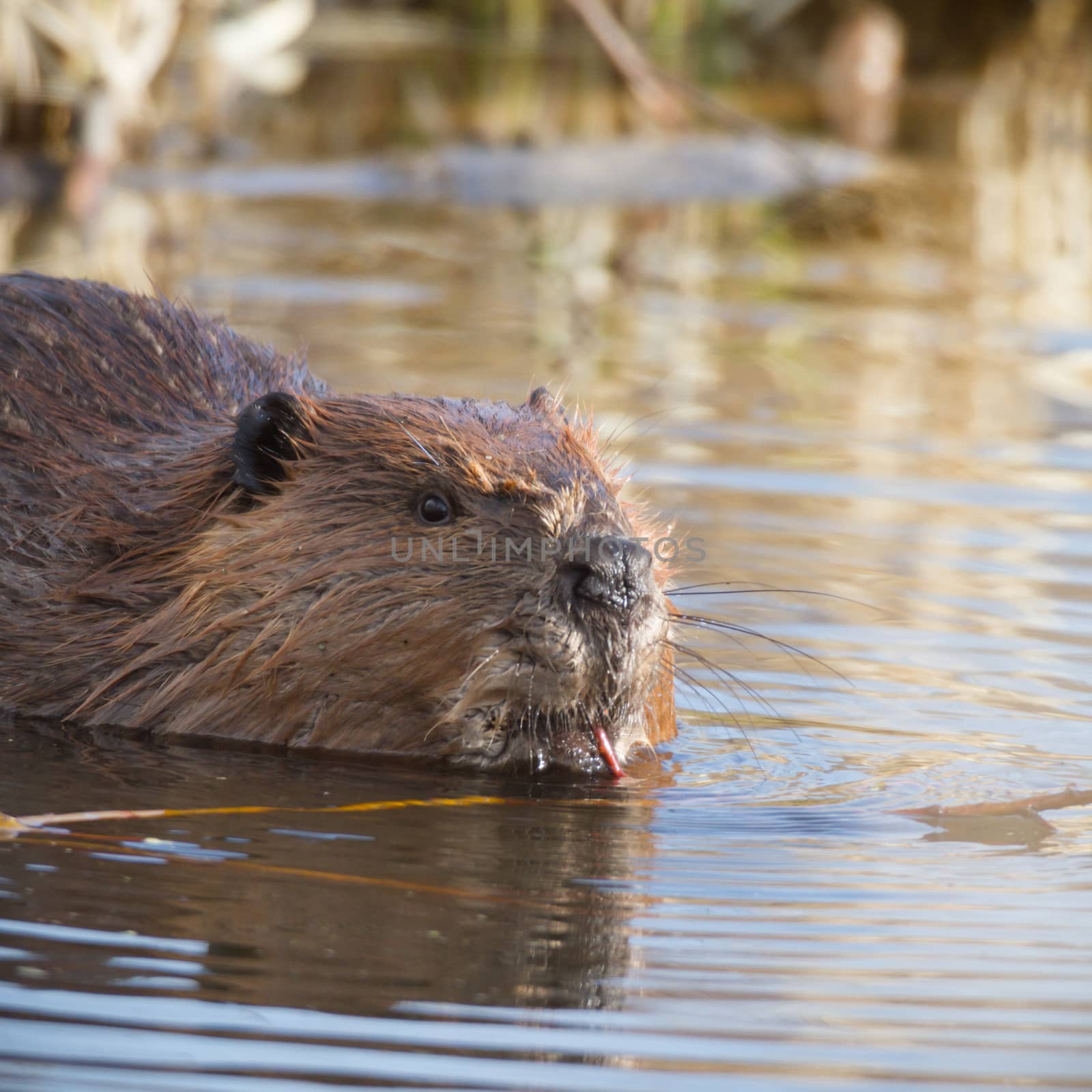 shot of a wild beaver near lake, nature series