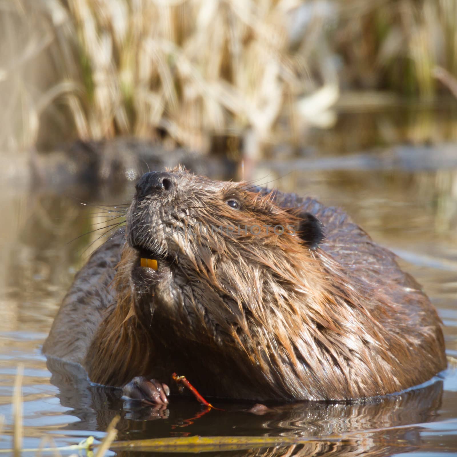shot of a wild beaver near lake, nature series