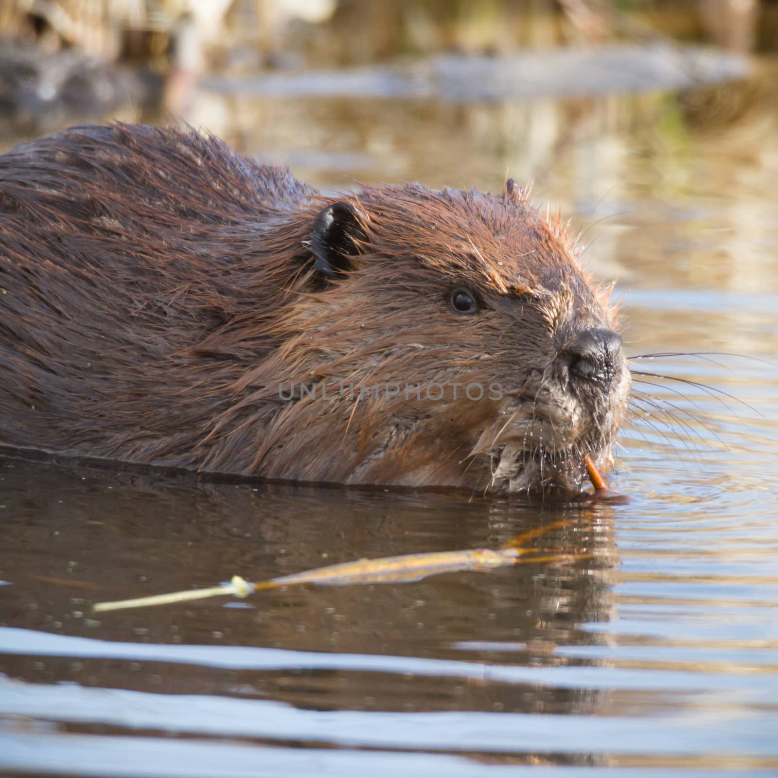 shot of a wild beaver near lake, nature series