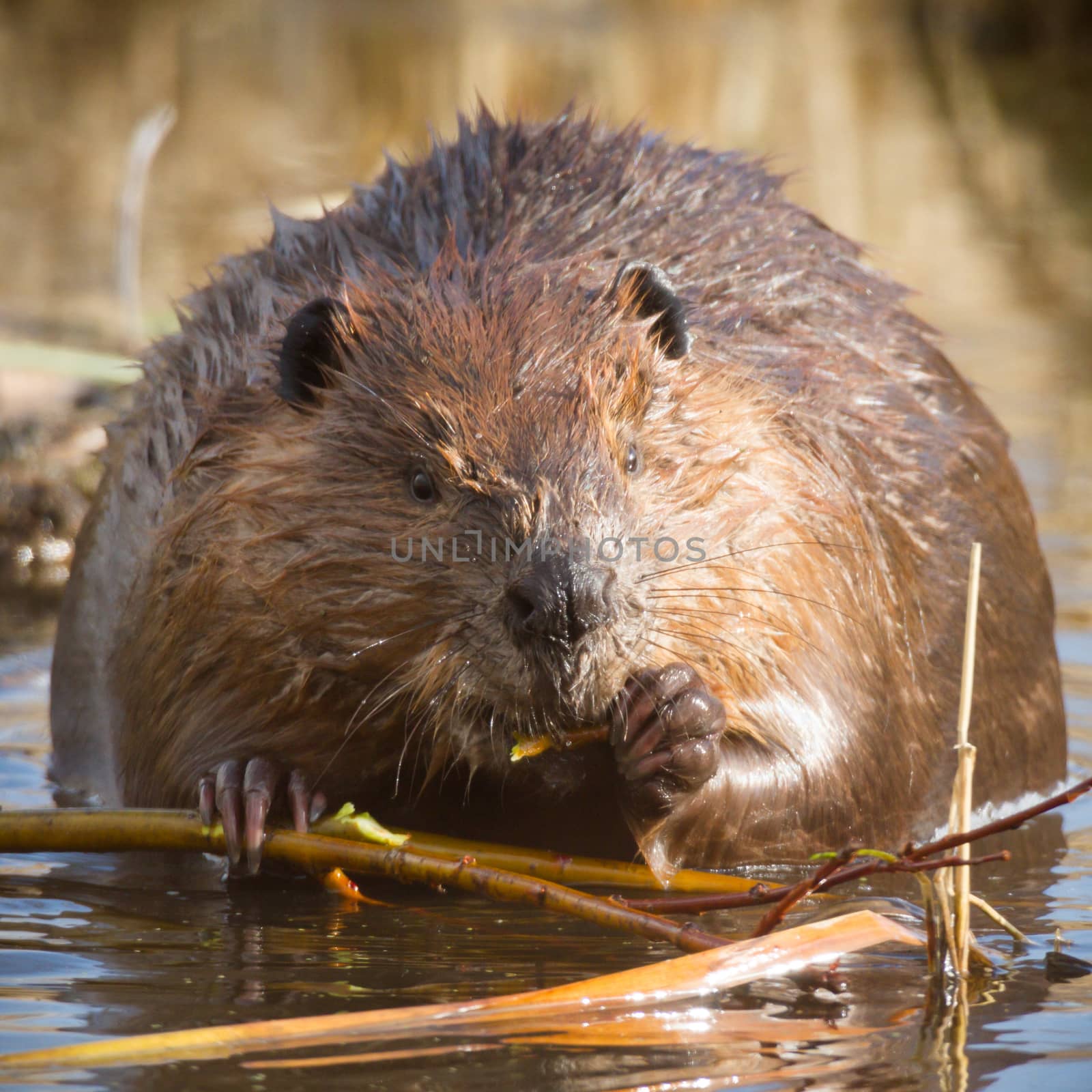 shot of a wild beaver near lake, nature series