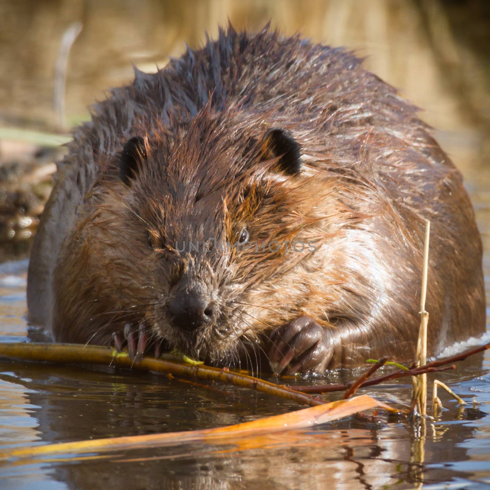 shot of a wild beaver near lake, nature series