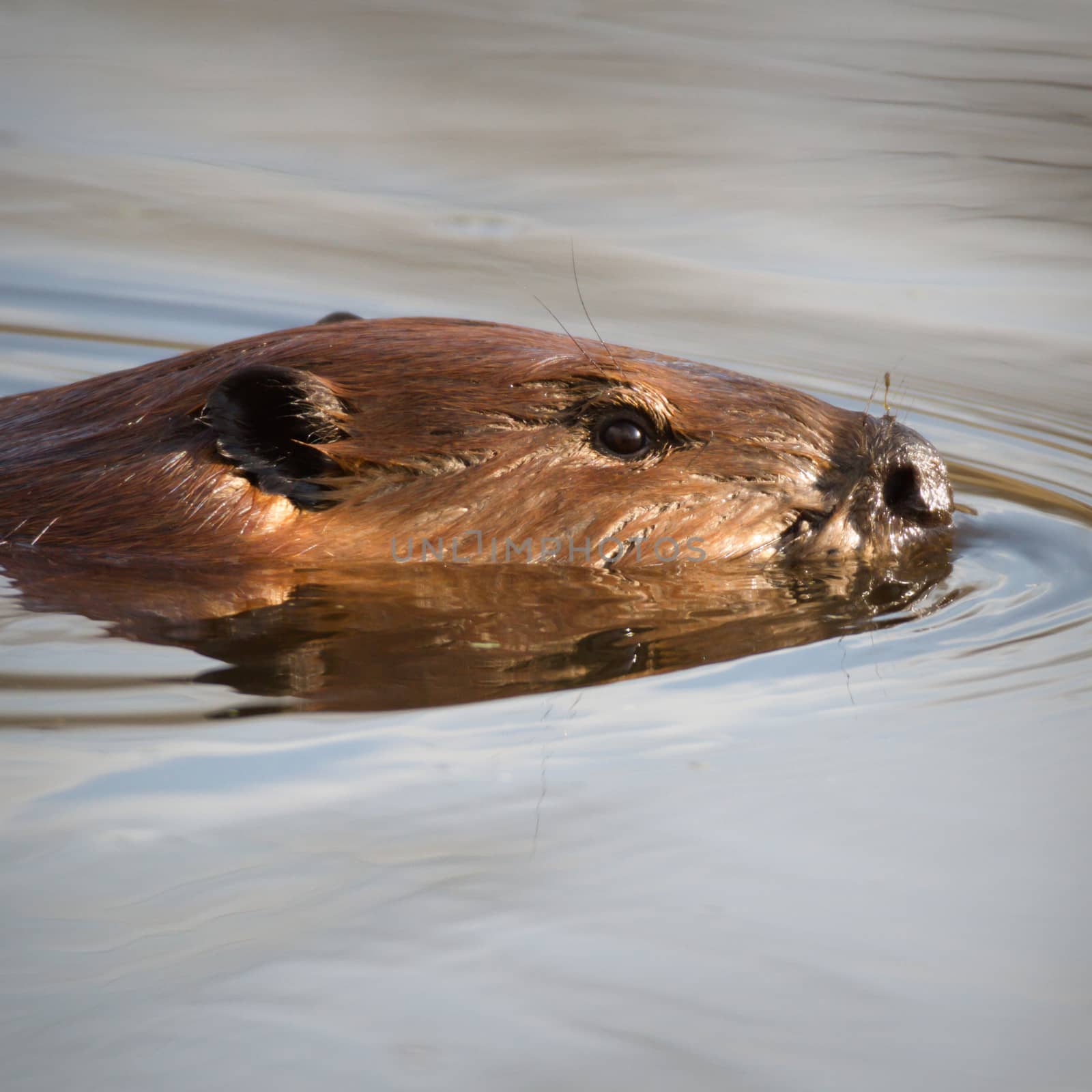 shot of a wild beaver near lake, nature series
