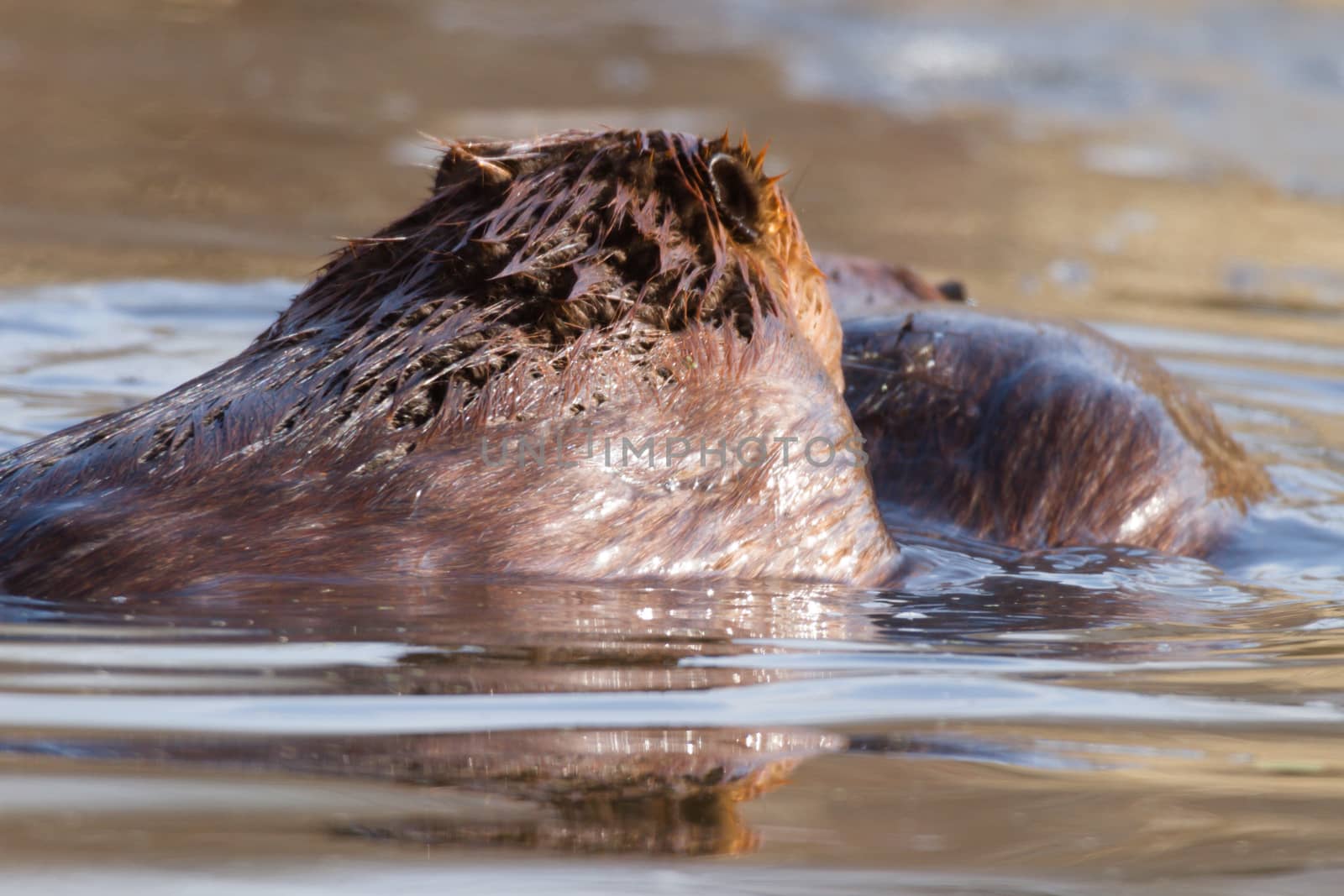 shot of a wild beaver near lake, nature series