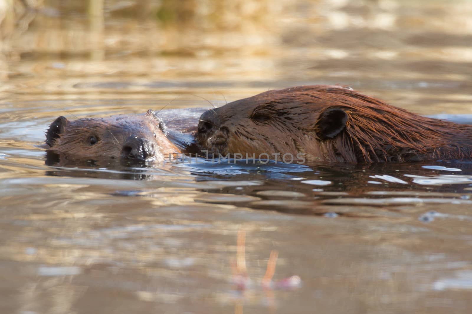 shot of a wild beaver near lake, nature series