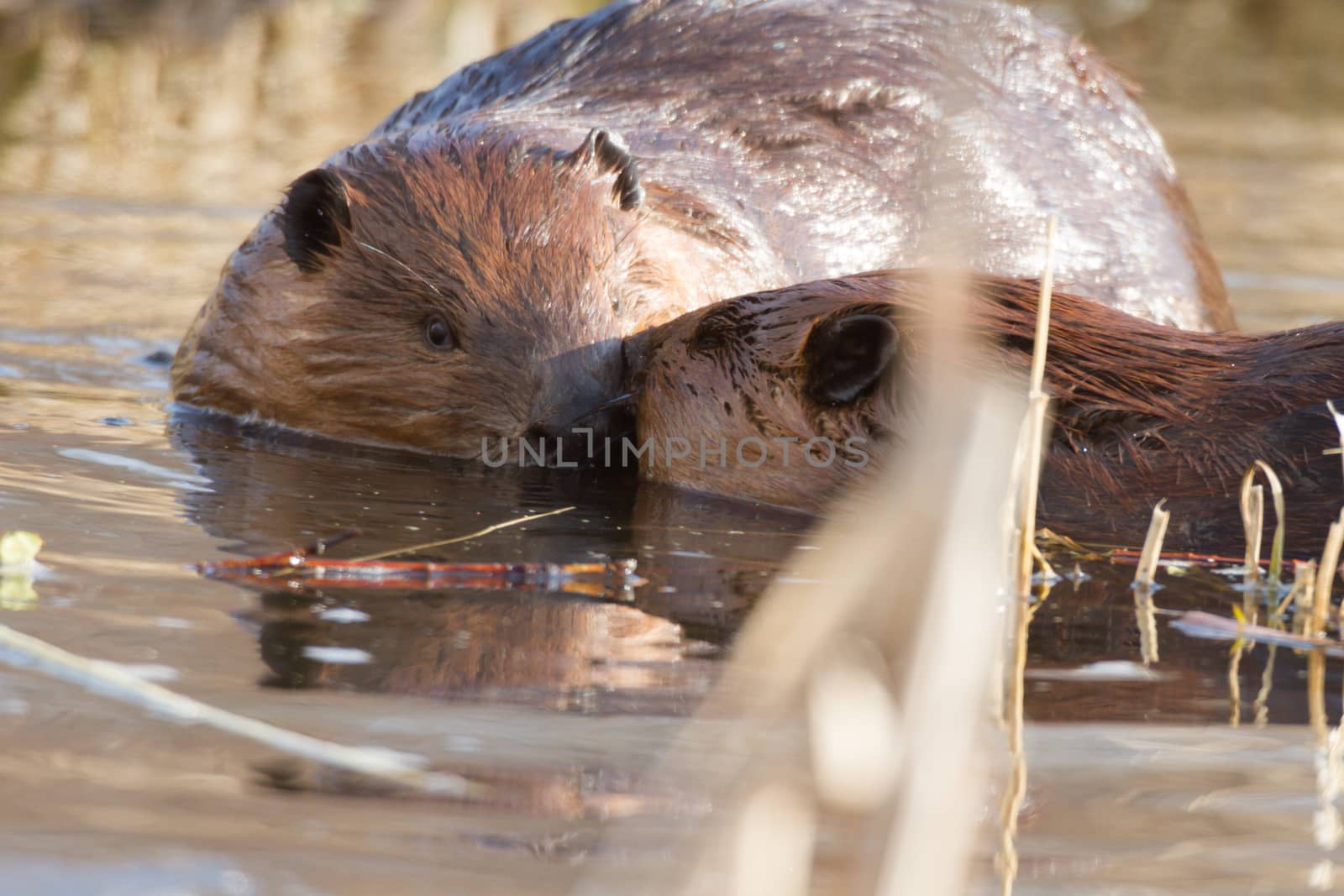 shot of a wild beaver near lake, nature series