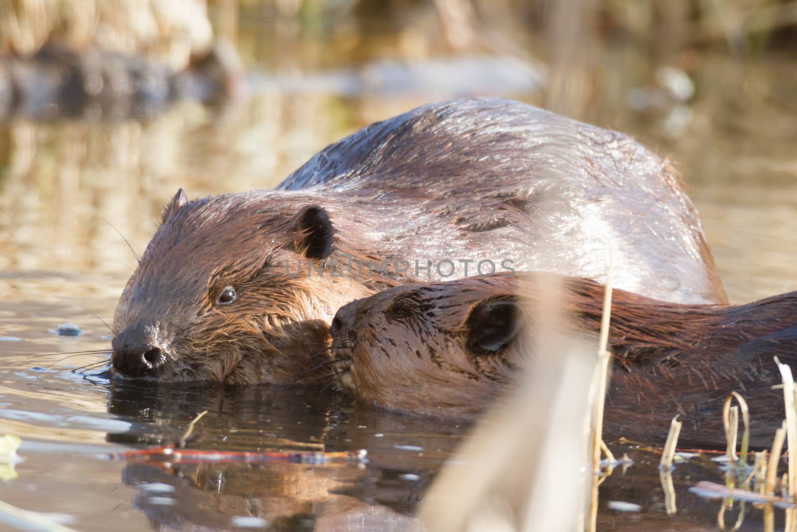 shot of a wild beaver near lake, nature series